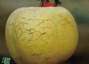 蘋果裂紋能吃嗎？蘋果裂紋是怎么回事？
