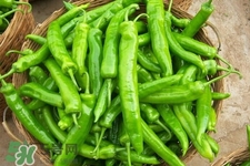 尖椒可以天天吃嗎？尖椒吃多了好嗎？