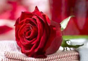 情人節(jié)送什么顏色的玫瑰花好？情人節(jié)送幾朵玫瑰花好？