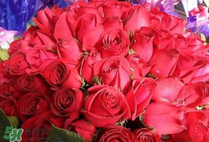 情人節(jié)送什么顏色的玫瑰花好？情人節(jié)送幾朵玫瑰花好？