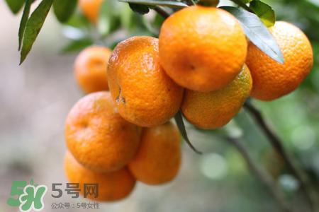 沙糖桔可以放冰箱保存嗎？沙糖桔能冷凍嗎？