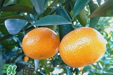 高血壓能吃橘子嗎？高血壓病人可以吃橘子嗎？
