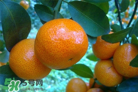 蜜桔上火嗎？蜜桔吃多了上火嗎？
