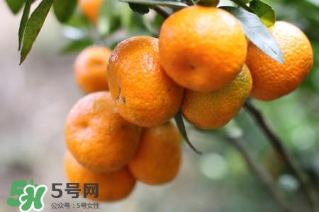 孕婦可以吃蜜桔嗎？懷孕了能吃蜜桔嗎？