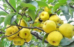冬天吃梨子太冰怎么辦？冬天怎么吃梨子不冰？