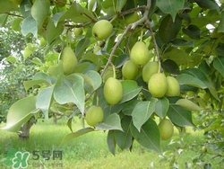 香梨的皮能吃嗎？香梨皮的好處