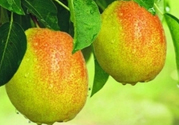 來月經(jīng)可以吃香梨嗎？月經(jīng)期間可以吃香梨嗎？
