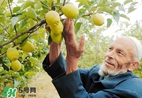 香梨吃多了會怎樣？香梨一天可以吃幾個？