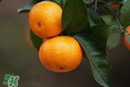 橘子不能跟什么一起吃？橘子和什么食物相克？