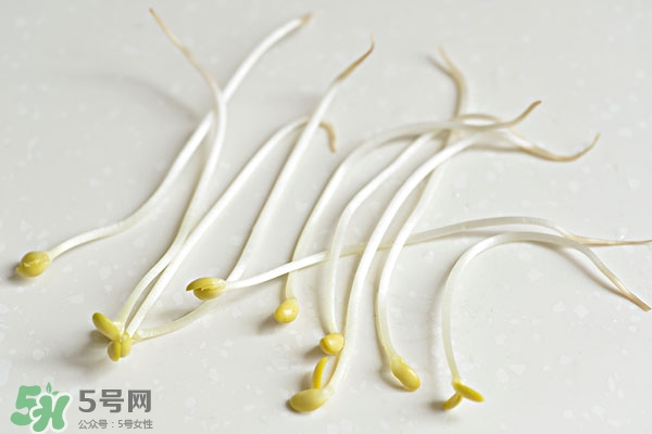 黃豆芽能做餡料嗎？黃豆芽餡包子怎么做？