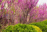 春天養(yǎng)生吃什么菜好？春季養(yǎng)生必吃四種養(yǎng)生菜
