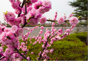 春天養(yǎng)生吃什么粥好？春季養(yǎng)生粥品有哪些？