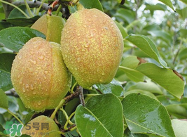 香梨怎么保存？香梨可以放冰箱嗎？