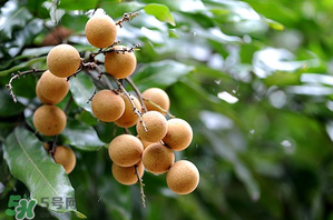 龍眼一天吃多少合適？每天吃幾個(gè)龍眼合適？