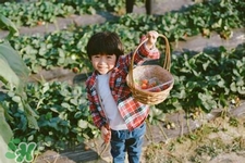孕婦可以去摘草莓嗎？懷孕了能去摘草莓嗎？
