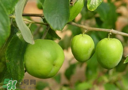 吃青棗會(huì)拉肚子嗎？拉肚子可以吃青棗嗎？