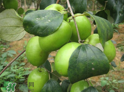 吃青棗會(huì)拉肚子嗎？拉肚子可以吃青棗嗎？