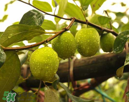 來月經(jīng)可以吃青棗嗎？月經(jīng)可以吃青棗嗎？