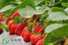 現(xiàn)摘的草莓有農(nóng)藥嗎？怎么辨別草莓打過農(nóng)藥？