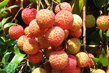 吃荔枝會(huì)酒駕嗎？為什么吃荔枝會(huì)酒駕？