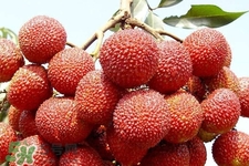 吃荔枝會(huì)過(guò)敏嗎？吃荔枝過(guò)敏怎么辦？