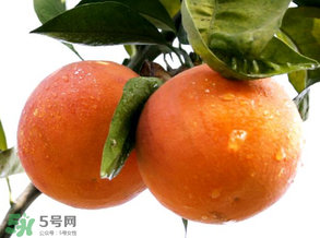 血橙為什么沒有血絲？血橙為什么不紅？