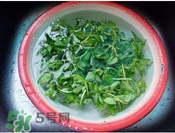 香菜煮水洗腎是真的嗎？香菜煮水洗腎是真的嗎
