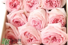 roseonly可以保存多久？roseonly能放多長(zhǎng)時(shí)間？