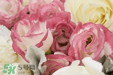 roseonly鮮花多少錢？roseonly永生花多少錢？