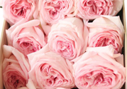 roseonly鮮花怎么保養(yǎng)？roseonly永生花怎么保養(yǎng)？