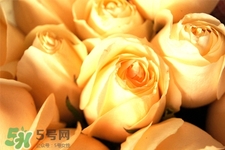 情人節(jié)可以送黃玫瑰嗎？情人節(jié)送黃玫瑰好嗎？