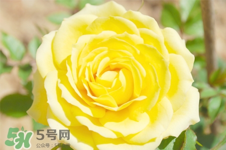 情人節(jié)可以送黃玫瑰嗎？情人節(jié)送黃玫瑰好嗎？