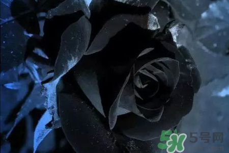 黑玫瑰代表什么意思？黑玫瑰花語的含義