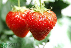 小孩咳嗽可以吃草莓嗎？小孩發(fā)燒可以吃草莓好？