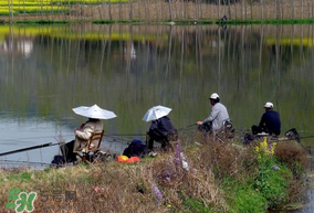初春什么時(shí)候可以釣魚？初春釣魚技巧
