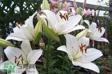 百合花葉子發(fā)黃怎么回事？百合花葉子發(fā)黃怎么辦？