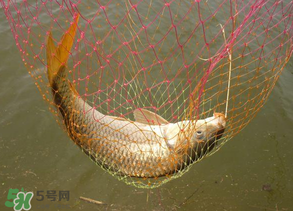 春天釣鯉魚用什么餌料？春天釣鯉魚餌料配方