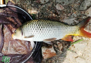 春天釣鯉魚用什么餌料？春天釣鯉魚餌料配方