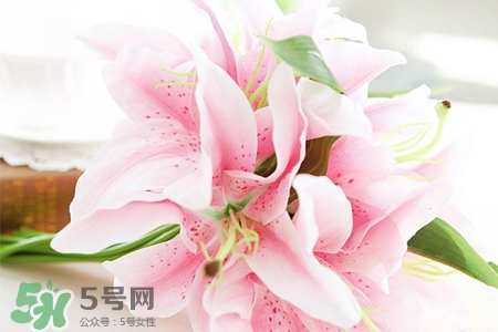 養(yǎng)百合花用什么水？養(yǎng)百合花水里放什么？