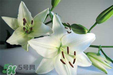 百合花多久澆一次水？百合花多長(zhǎng)時(shí)間澆水？