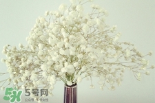 滿天星在花瓶里怎么養(yǎng)？滿天星買回來要養(yǎng)水嗎？