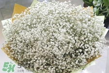 滿天星在花瓶里怎么養(yǎng)？滿天星買回來要養(yǎng)水嗎？