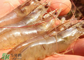 凍蝦發(fā)黑能吃嗎？變黑的凍蝦還能吃嗎？