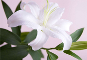 百合花葉子發(fā)黃怎么回事？百合花葉子發(fā)黃怎么辦？