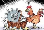 h7n9禽流感怎么預防？預防h7n9禽流感知識
