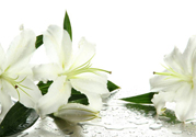 百合花怎么養(yǎng)水里？水養(yǎng)百合花怎么開久些？