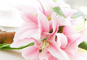 養(yǎng)百合花用什么水？養(yǎng)百合花水里放什么？