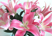 百合花多久澆一次水？百合花多長時(shí)間澆水？
