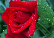 玫瑰花可以放多久？玫瑰花可以放幾天？