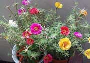 春天家里適合種什么花？春天適合種植什么花？